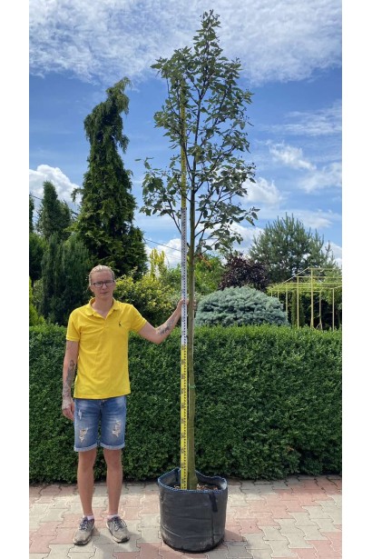 Рябина тюрингская в контейнері